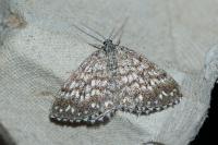 Scopula tessellaria