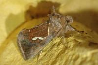 Macdunnoughia confusa