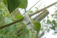 Scopula immutata