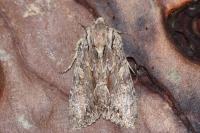 Apamea monoglypha monoglypha