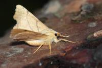 Ennomos erosaria