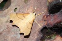 Ennomos erosaria