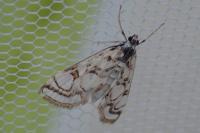 Nymphula nitidulata