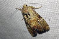 Apamea scolopacina