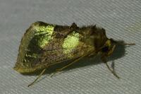Diachrysia chrysitis