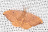 Watsonalla binaria