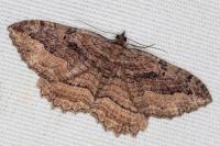 Philereme transversata