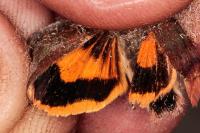 Noctua janthe