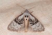 Meganola togatulalis