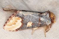 Phalera bucephaloides