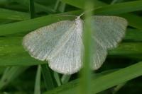 Cabera exanthemata