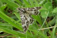 Epirrhoe tristata