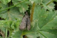 Asarta aethiopella