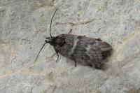 Asarta aethiopella