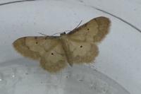 Idaea politaria