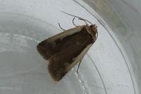 Ochropleura plecta
