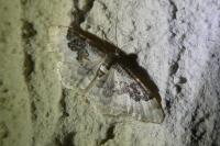 Idaea rusticata