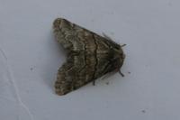 Gluphisia crenata