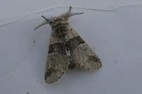 Furcula bifida