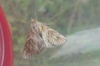 Cynaeda dentalis
