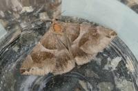 Dysgonia algira