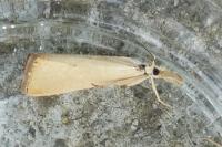 Xanthocrambus caducellus