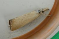 Xanthocrambus caducellus