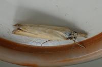 Xanthocrambus caducellus
