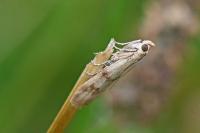 Homoeosoma sinuella