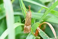 Chrysocrambus linetella