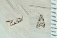 Eudonia delunella
