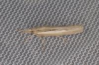 Pediasia aridella