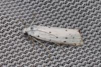 Myelois circumvoluta
