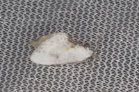 Cilix glaucata