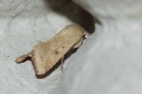 Helicoverpa armigera
