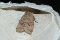 Hoplodrina octogenaria/blanda