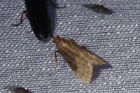 Euzophera fuliginosella