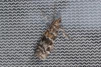 Dioryctria