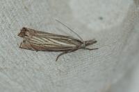 Chrysoteuchia culmella