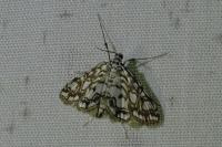 Elophila nymphaeata
