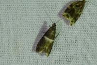 Elegia similella