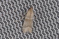 Vitula biviella