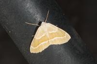 Hylaea fasciaria