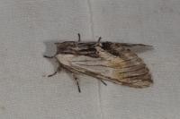 Harpyia milhauseri