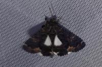Catephia alchymista