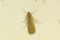 Nomophila noctuella