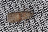 Phycita roborella