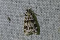 Eudonia delunella