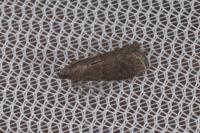 Assara conicolella