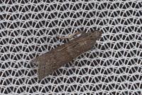 Assara conicolella